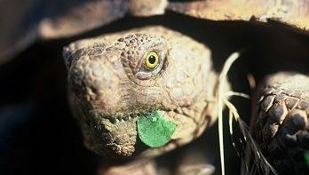 Arizona agency seeking adoptive homes for desert tortoises